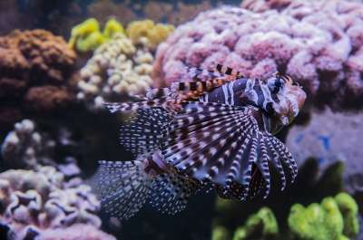 狮子鱼 盐水 有毒 美丽的 水族馆 珊瑚礁 危险的 水下