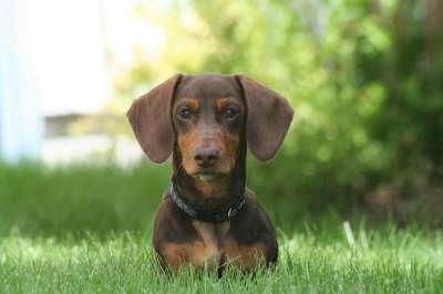 狗 腊肠犬 小型的 犬类 宠物 棕色 棕褐色 英俊