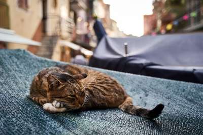 猫 懒惰的 动物 家畜 野猫 家猫 小猫 动物肖像 自然