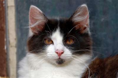 猫 小猫 毛皮 肖像 家畜 眼睛 家猫 关闭 猫眼 猫脸 头