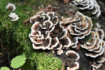 蘑菇 海绵 小蘑菇 森林蘑菇 苔藓 树干 部落 蘑菇收集