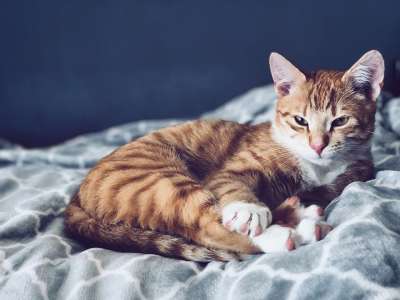 小猫 卧室 猫 宠物 甜的 模型 老虎 蓝色的卧室 蓝色的宠物