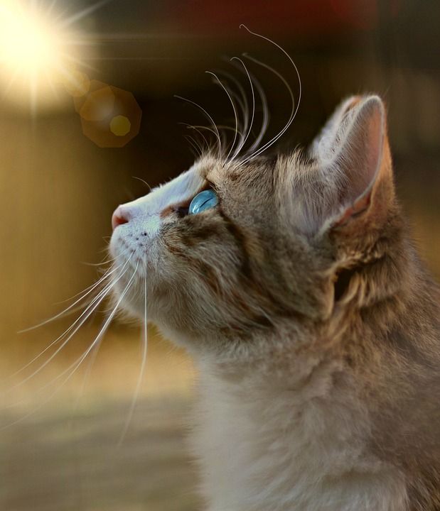 那只猫 猫似的 蓝眼睛 看 动物 可爱的