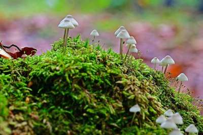 蘑菇 真菌学 菌 迷你蘑菇 盔甲 森林 落下 相片