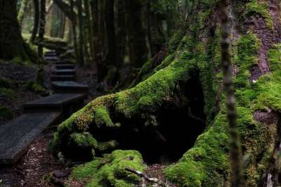 树木 森林 苔藓 雨林 荒野 自然 小路 踪迹 追踪 户外