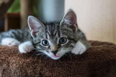 宿醉 小的 鲭鱼 小猫 家猫 家畜 可爱的 猫 猫宝宝 猫脸