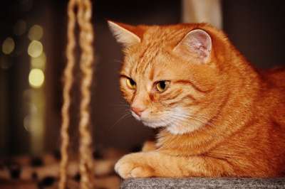 猫 宿醉 红色的 乐趣 可爱的 鲭鱼 老虎 舒适 动物 家猫