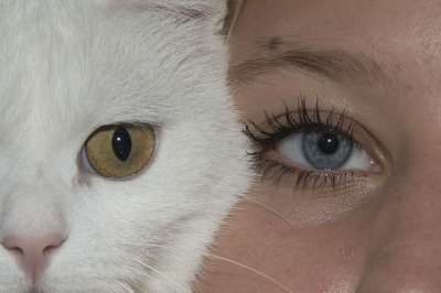 眼睛 猫咪 脸 女孩 人类 猫 宠物 搞笑 睫毛 蓝色