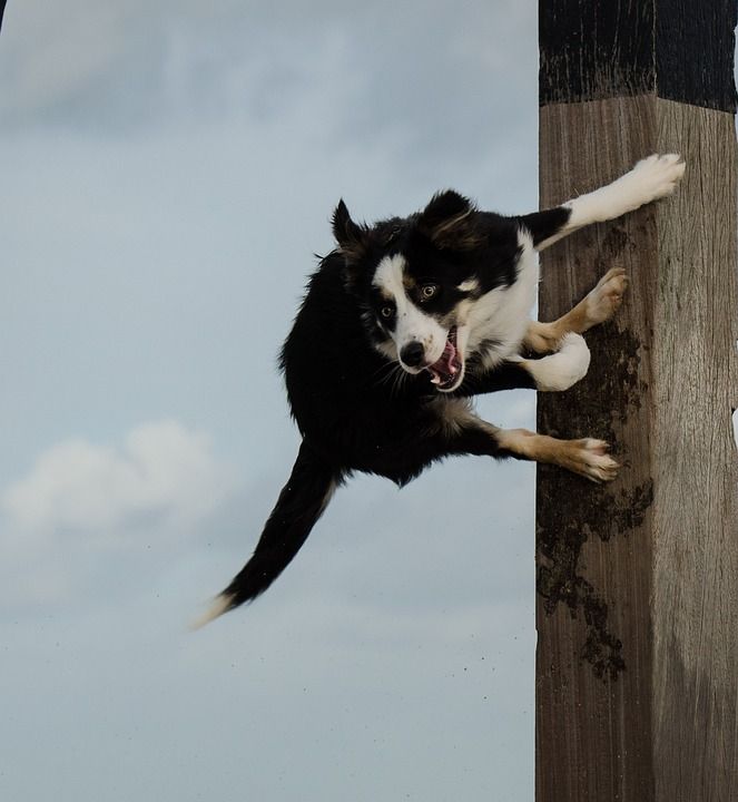 狗跳上杆子 跳狗 有趣的魅力 边境牧羊犬 海滩 狗 英国牧羊犬