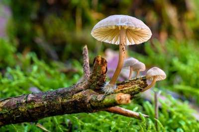蘑菇 掌舵 真菌科学 科 森林 生境 生长 自然 苔藓 宏