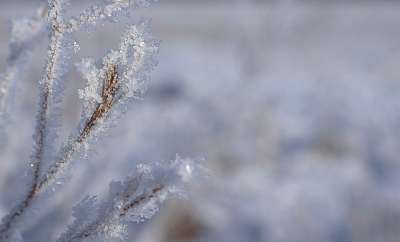 分行 冰柱 树枝 雪 冻结 冰镇 霜 冰冷的 冰 寒冷的