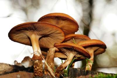 蘑菇 森林 自然 落下 森林地面 宏 森林蘑菇 帽