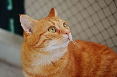 猫 宿醉 红色的 可爱的 鲭鱼 老虎 舒适 动物 家猫 毛皮