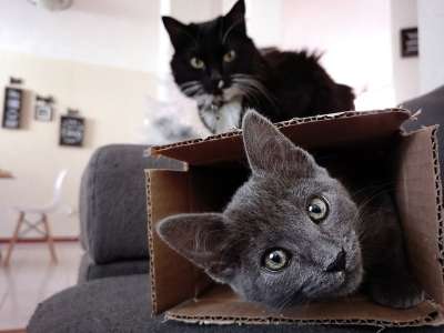 猫 小猫 猫科动物 俏皮的 宠物 动物 好奇的 妒忌 纸板