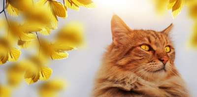 猫 宿醉 动物 美丽的 漂亮 可爱的 毛皮 蓬松的 家畜 鲭鱼