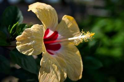 工厂 花 盛开 黄 芙蓉 自然 开花 植物学 雌蕊 蕊
