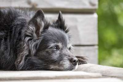 动物 狗 家畜 哺乳动物 可爱的 轻松 说谎 梗犬 老狗 阳台