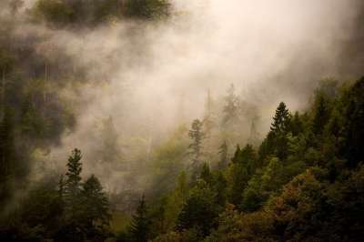自然 景观 森林 云 多雾路段 情绪 树木 落下 山 蒂罗尔