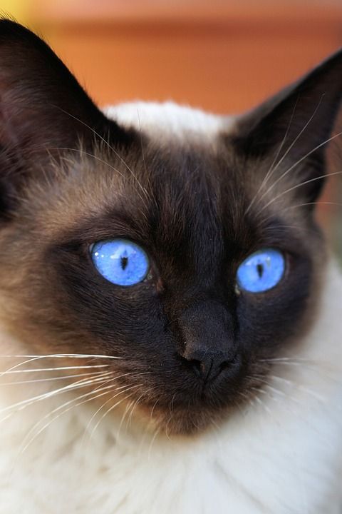 暹 暹罗 猫 家猫 品种猫 宿醉 动物 猫脸 眼睛 家畜