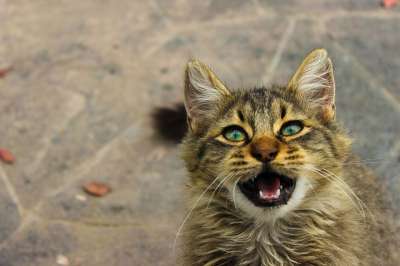 动物 宠物 可爱的 小猫 猫 棕色猫 棕色的宠物