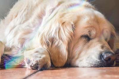 狗 小狗 金的 猎犬 动物 犬类 宠物 可爱的 甜的 毛皮