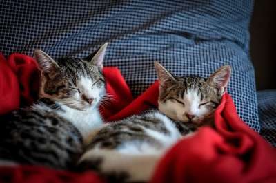 猫 小猫 房子 动物 宠物 红色的 毯子 枕头