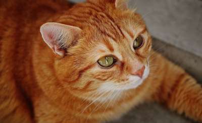猫 宿醉 红色的 可爱的 鲭鱼 老虎 舒适 动物 家猫 毛皮