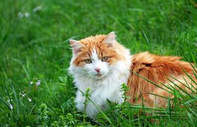 猫 宿醉 红色宿醉 说谎 草地
