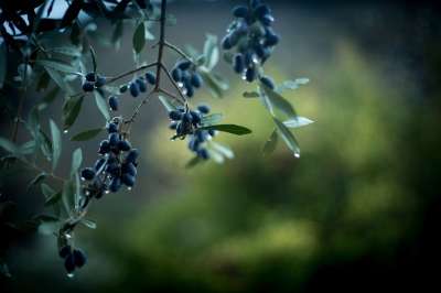 橄榄 雨 绿色 树 西班牙 自然 树叶 枝杈 植物 新鲜的
