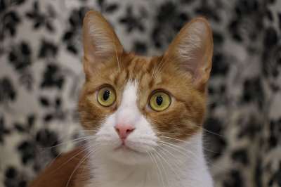 猫 毛皮 纵向 首页 头 毛茸茸 动物 眼睛 猫科动物 可爱