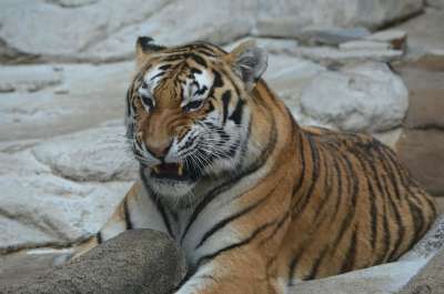 老虎 怒吼 牙齿 动物 捕食者 猫 自然 野生动物 齿 危险的