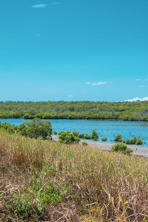 草 海岸 湾 红树林 植物 海 海洋 风景 旅游景点 自然