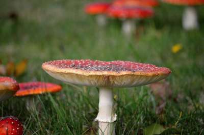 蘑菇 毒菌 森林蘑菇 自然 关闭 有毒的蘑菇种类 毒蝇伞 子实体