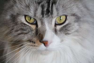 猫 主要摆放好 缅因猫 缅因浣熊 猫脸 宿醉 Mainecoon