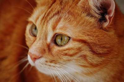 猫 宿醉 红色的 可爱的 鲭鱼 老虎 舒适 动物 家猫 毛皮