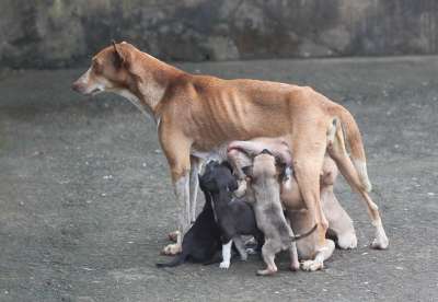 狗妈妈 母爱 狗 狗妈妈 狗妈妈 狗妈妈 狗妈妈 狗妈妈