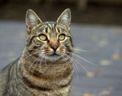 那只猫 灰色的 猫似的 国内 动物 美丽的 蓬松的