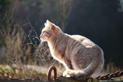 猫 小猫 鲭鱼 猫脸 品种猫 暹罗 Katzenkopf 小胡子
