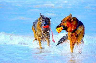 德国牧羊犬 狗 播放 海滩 颜色 海 二
