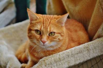 猫 宿醉 红色的 可爱的 鲭鱼 老虎 舒适 动物 家猫 毛皮