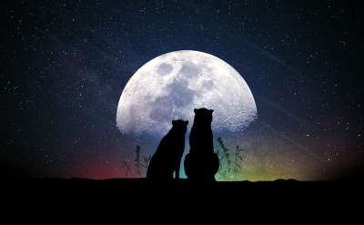 月亮 天文学 空间 行星 天空 星系 星星 爱情 豹 夜晚