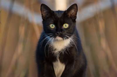 猫 黑色的 肖像 家猫 家畜 动物 黑白猫 猫眼 猫肖像