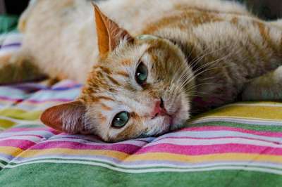 猫 橙色的 动物 吉祥物 可爱 猫科动物 哺乳动物 黄色 狗