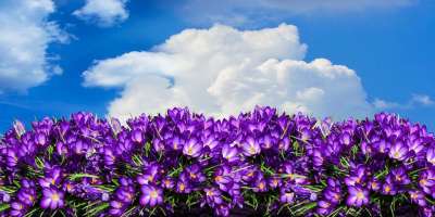 自然 花 番红花 全景 花坛 花园 春天 春天的花朵 开花