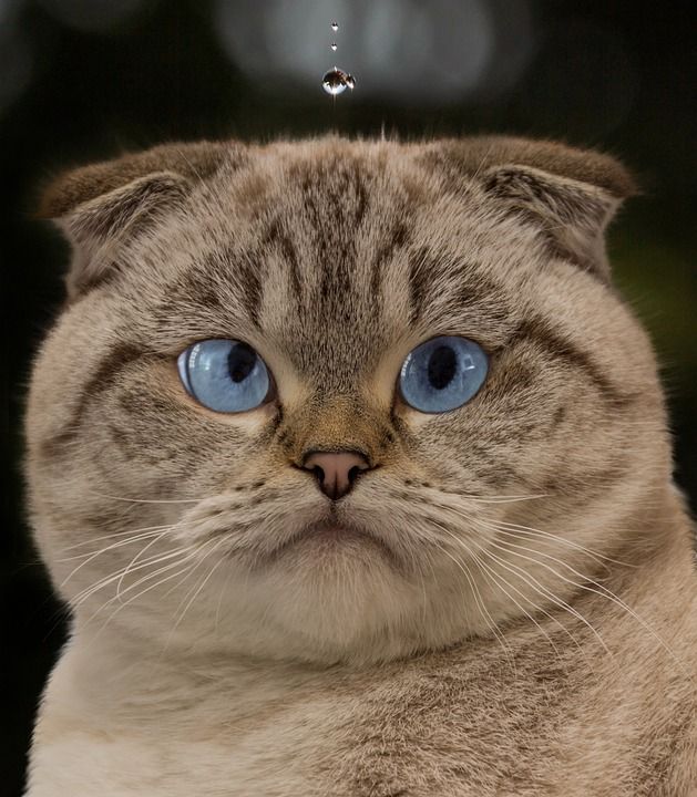 猫 水滴 Britsch短发 眼睛 蓝色的 品种猫 看法 肖像