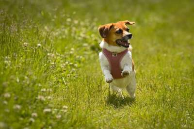 狗 比格犬 巴比龙小猎犬 混种狗 家畜 哺乳动物 户外 草地