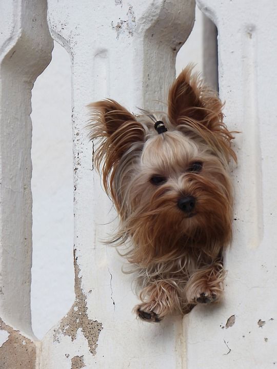 狗 约克夏犬 显示 吉祥物