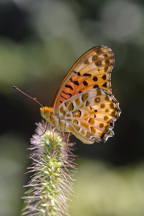 蝴蝶 昆虫 花园 贝母 印度贝母 Argynnis Hyperbius