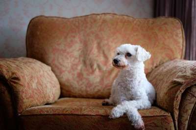狗 椅子 宠物 可爱的 动物 贵宾犬 坐着 家具 坐 白色的