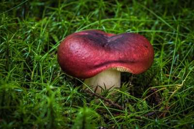 蘑菇 苔藓 草 毒菌 菌 孢子 森林 自然 特写
